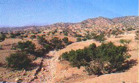 Agadir, in de buurt van Agadir arganbomen arganbomen om arganolie van te maken