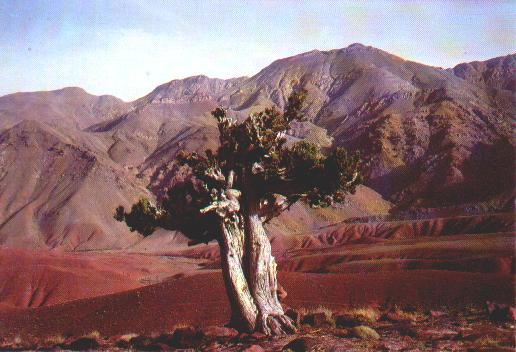 Old Juniper in the M'goun valley