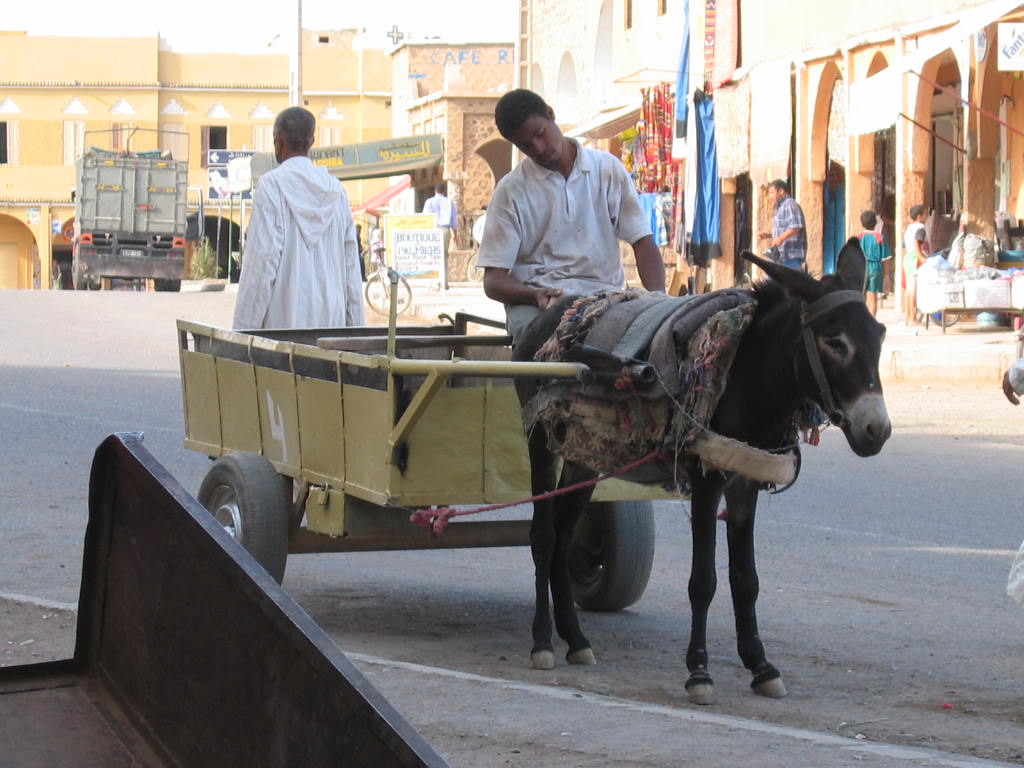 muildier als transportmiddel