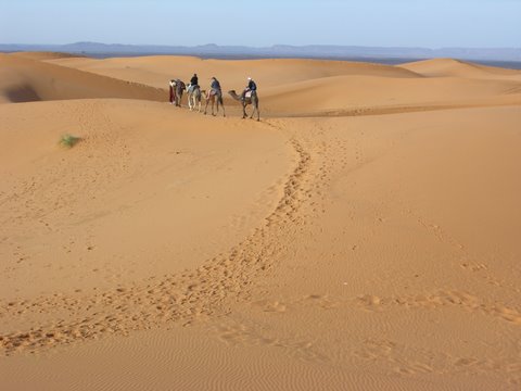 caravan in south morocco